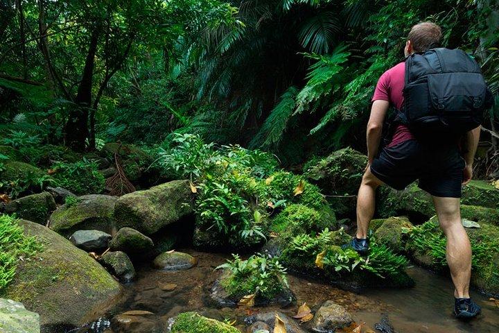 Passeggiata per il birdwatching nella foresta pluviale di Sinharaja da Colombo