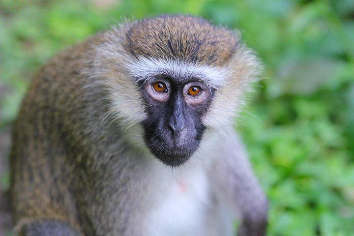 ヌングウェでのプライベート2日間チンパンジー追跡とキャノピーウォーク