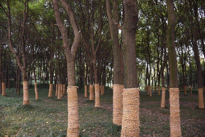 Tour romántico en Hefei