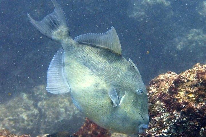 Open Water Diver Certification OWD