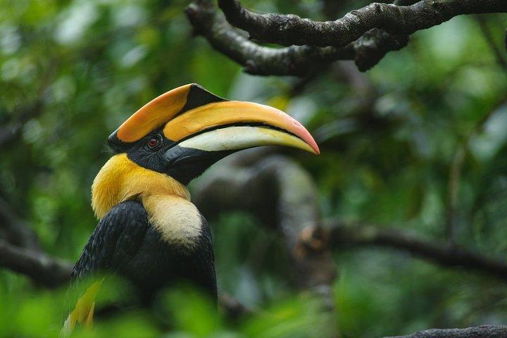 Randonnée ornithologique dans le sanctuaire d'Anawilundawa au départ de Colombo