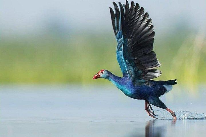 コロンボのディヤサルウヤナでのバードウォッチングウォーク
