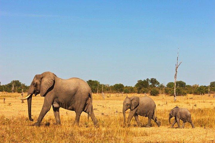 3 dagar, 2 nätter Safari - Amboseli National Park och Tsavo West Adventure Safari