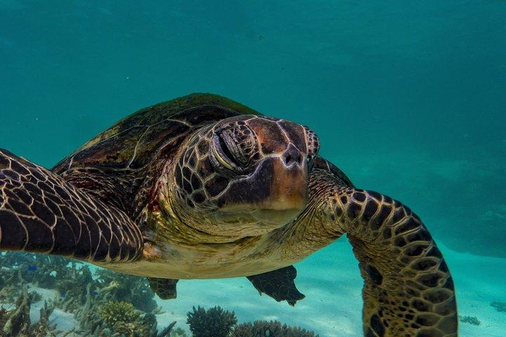 Mezza giornata Snorkel 2,5 ore Turtle Tour sulla Ningaloo Reef, Exmouth