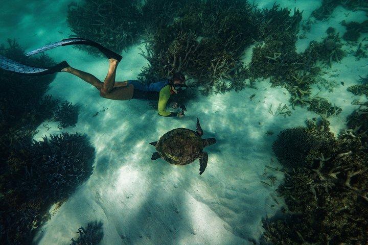 Mezza giornata Snorkel 2,5 ore Turtle Tour sulla Ningaloo Reef, Exmouth