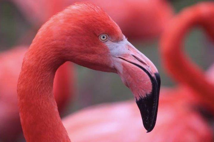 Bonaire Shore Excursion: El tour de los lugares destacados de Bonaire
