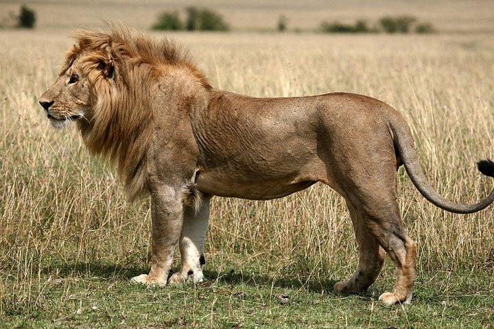 ダーバンの2日間のサファリイシマンガリソ湿地公園とシュシュルウェイムフォロジ