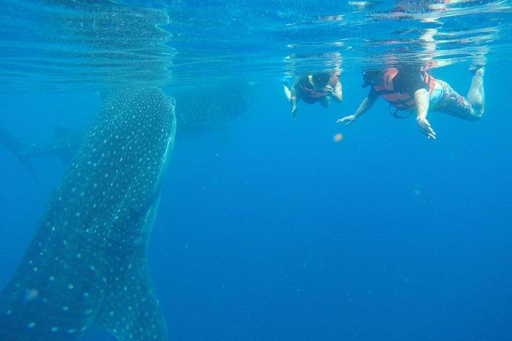Tour dello squalo balena da Cancun e Playa del Carmen