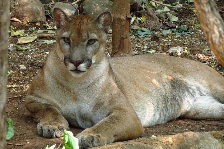 Sloth tour and Wildlife Encounter