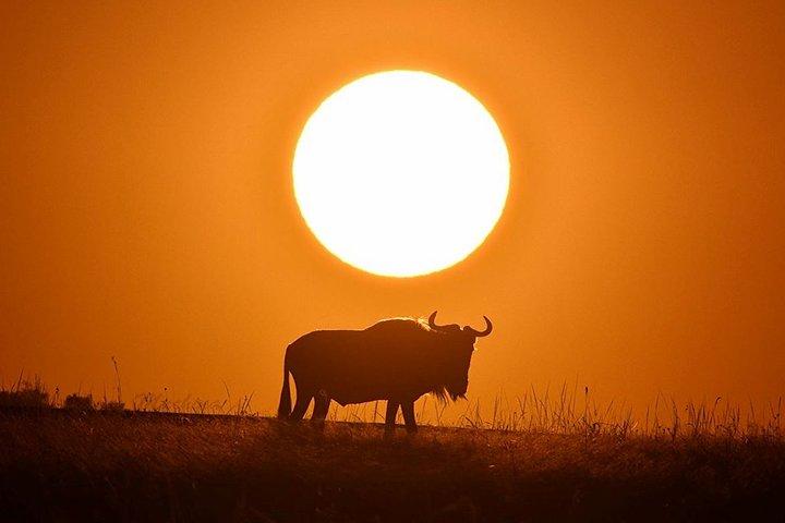 ナイロビからの4日間のマサイマラとナクル湖サファリツアー