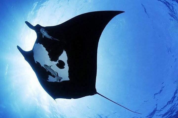 Immersioni a Nusa Penida Island e Manta Point