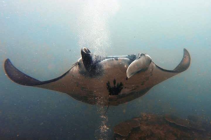 Immersioni a Nusa Penida Island e Manta Point