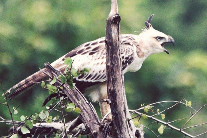 Birdwatching Safari in Udawalawe National Park from Mount Lavinia
