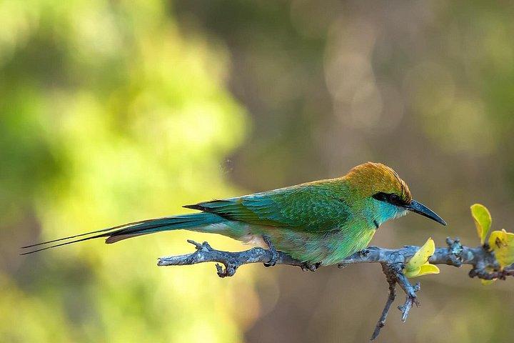 ラビニア山からウダワラウェ国立公園のバードウォッチングサファリ