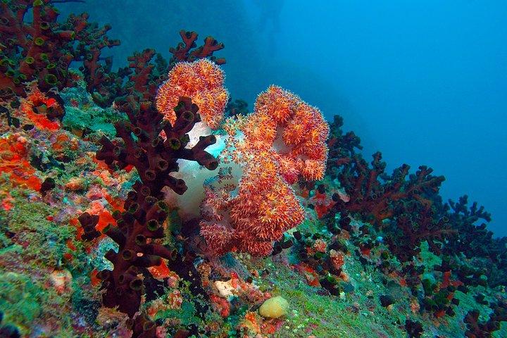 Snorkling i Bentota