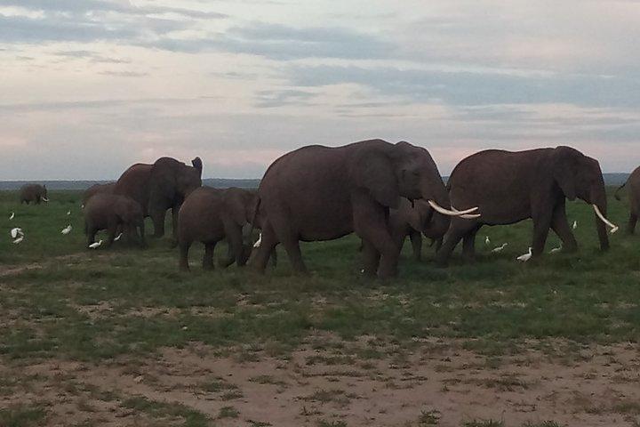 3 Days Safari to Tsavo West NP and Amboseli NP - Midrange.