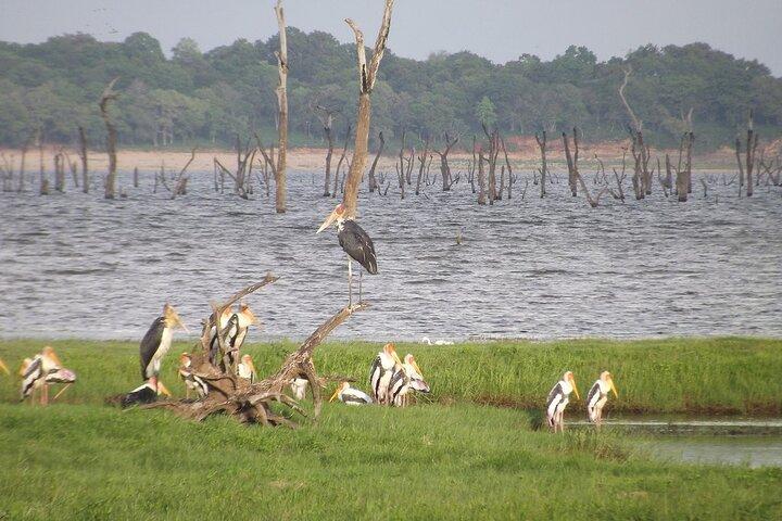Wildtiersafari im Kaudulla National Park