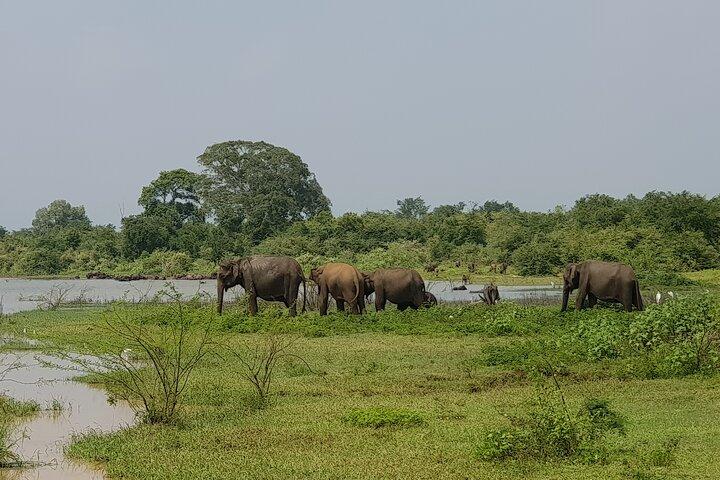 ウダワラワ国立公園の野生生物サファリ