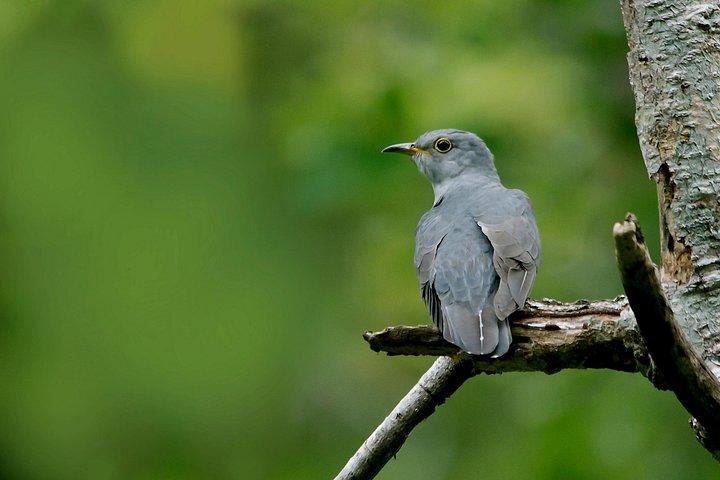 Birdwatching Forest Trek in Kitulgala from Mount Lavinia