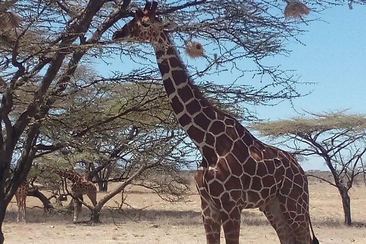 3 dages safari til Samburu N/R og Ol Pejeta Conservancy.- Luksus.