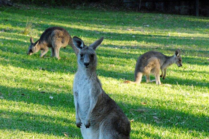 ワイルド・カンガルーと一緒に歩くシドニーからの半日旅行
