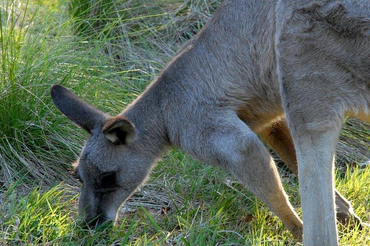 Walking with Wild Kangaroos Private Half-Day Trip from Sydney