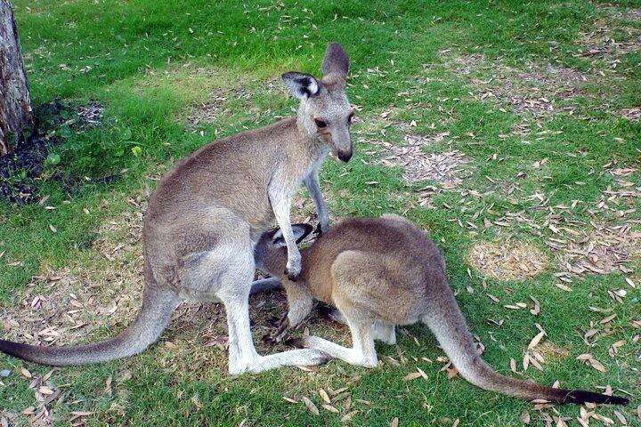 Wandelen met Wild Kangaroos Privé-halve-dagtrip vanuit Sydney