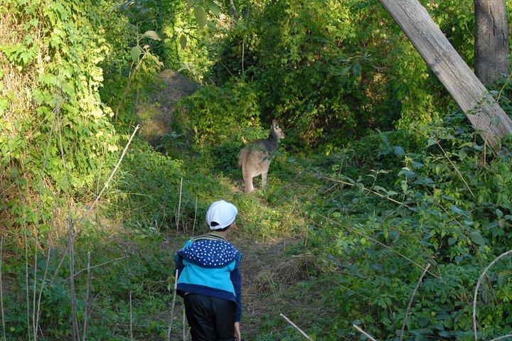 ワイルド・カンガルーと一緒に歩くシドニーからの半日旅行