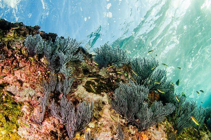 Cabo Pulmo 2-Tank Certified Dive with Lunch