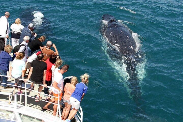 Tour de avistamiento de ballenas con Spirit of Gold Coast