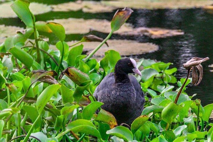 Birdwatching Walk in Anawilundawa Sanctuary