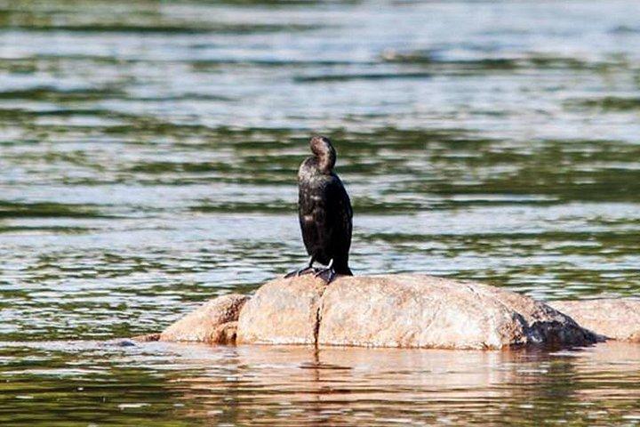 マウントラビニアからのムトゥラジャウェラ湿地でのバードウォッチングボートライド