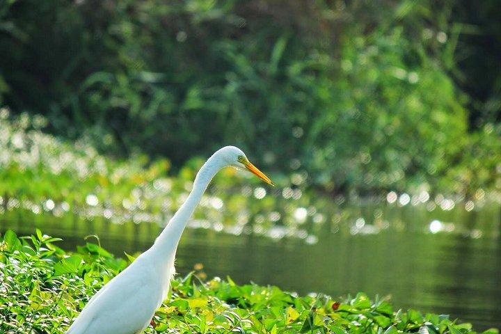 マウントラビニアからのムトゥラジャウェラ湿地でのバードウォッチングボートライド