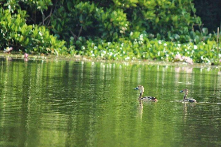 マウントラビニアからのムトゥラジャウェラ湿地でのバードウォッチングボートライド