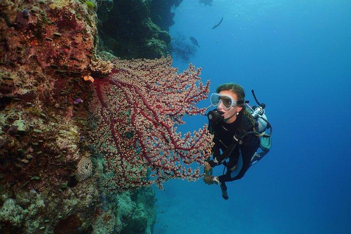 ポートダグラスから1日で巡るシルヴァーソニックの3つの外洋サンゴ礁スポット