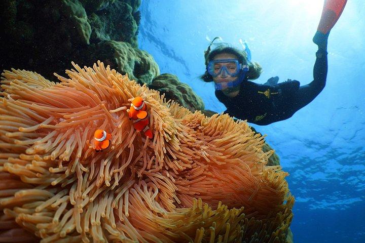 ポートダグラスから1日で巡るシルヴァーソニックの3つの外洋サンゴ礁スポット