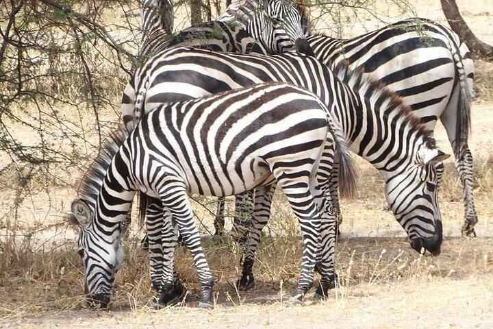 Dagstur til Arusha National Park