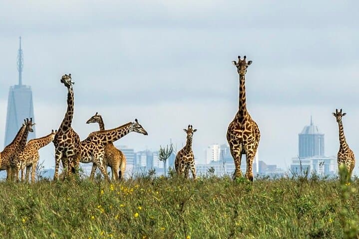 Nairobi Airport Layover to Nairobi National Park