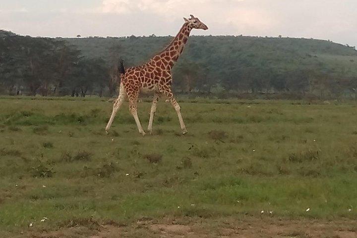 Safari de 4 jours au lac Bogoria NR Lac Nakuru NP Naivasha, Hells gate NP-Midrange