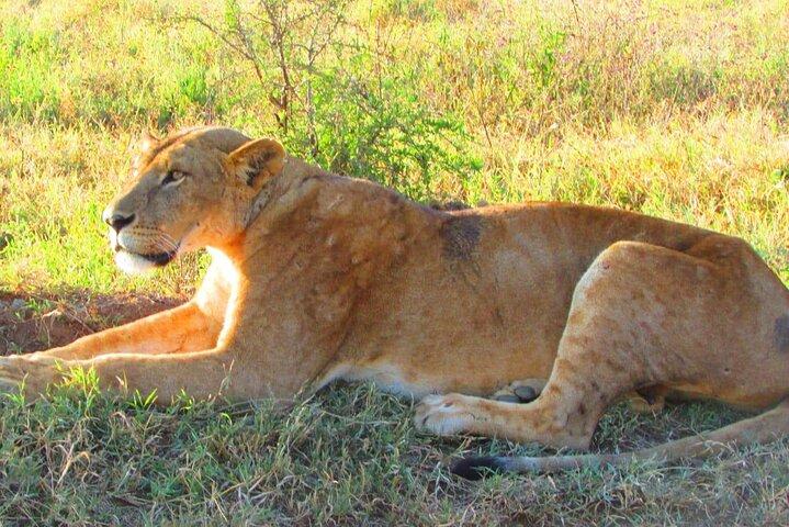 4 Tage Safari nach Tsavo Ost N / P, Tsavo West N / P, Amboseli N / P.
