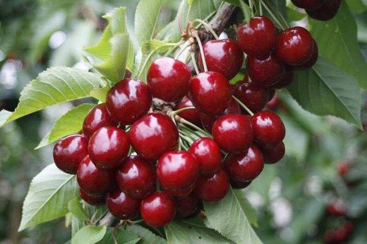 Visite de cueillette de fruits au départ de Melbourne