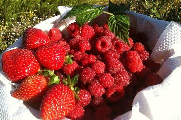 Frugtplukningstur fra Melbourne