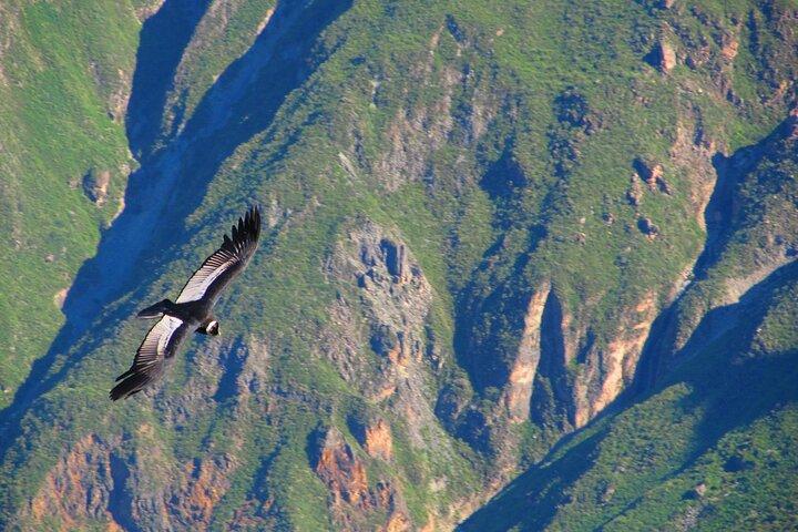 Tour del Canyon del Colca 2d Escursione breve + Pernottamento in un piccolo villaggio Termina ad Arequipa