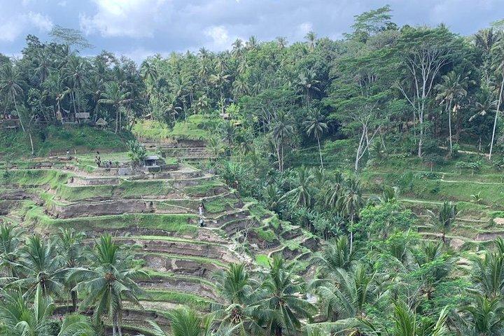 Lo mejor de Ubud y el volcán privado Monte Batur en Bali Tour
