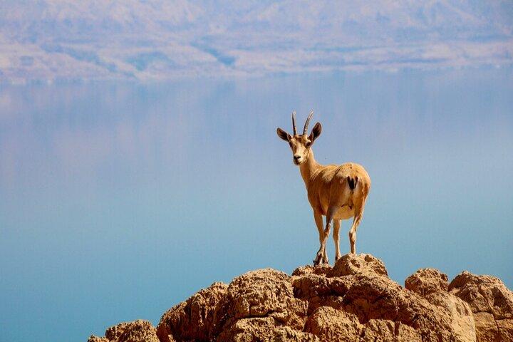 エルサレムからの砂漠のサファリと死海の日帰り旅行