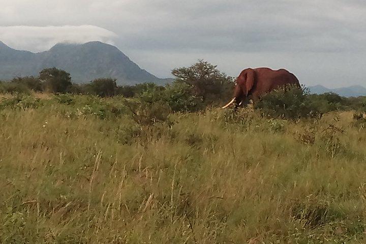 Safari de 5 días a Amboseli N / P, Lumo Wildlife Sanctuary, Tsavo East N / P- Lujo.