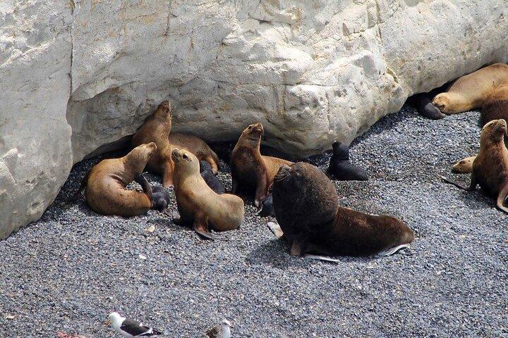 Escursione a terra Riserva dei leoni marini di Punta Loma, incluso il tour della città di Puerto Madryn