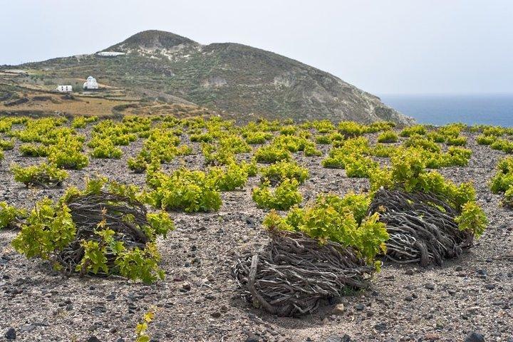 Private Santorini Tour: Caldera, Akrotiri en Oia Village