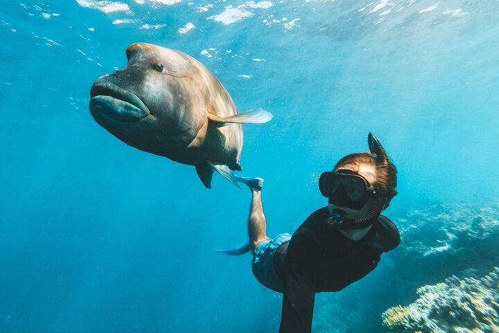 Grande Barriera Corallina Avventura di un'intera giornata