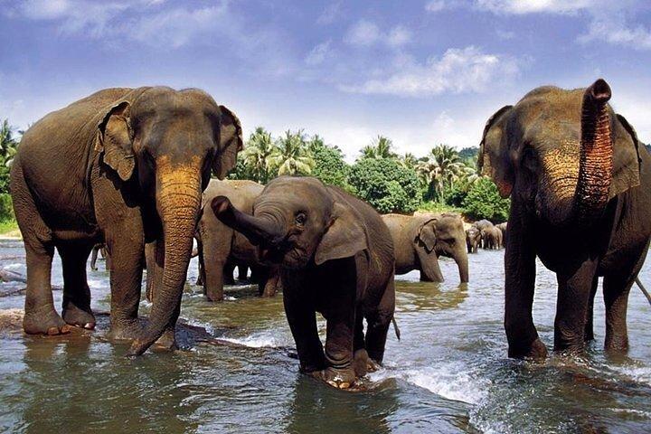 Sri Lanka et blik (09 N/10D)